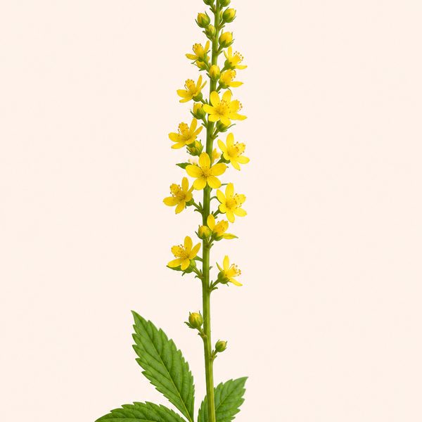 Agrimony - Agrimonia eupatoria, fiore di Bach