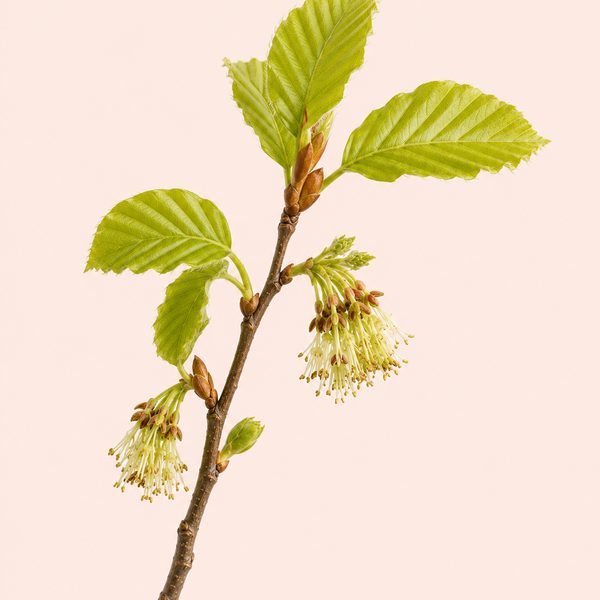 Beech - Fagus sylvatica, fiore di Bach
