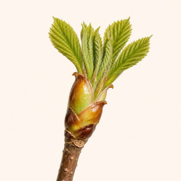 Chestnut Bud - Aesculus hippocastanum, fiore di Bach