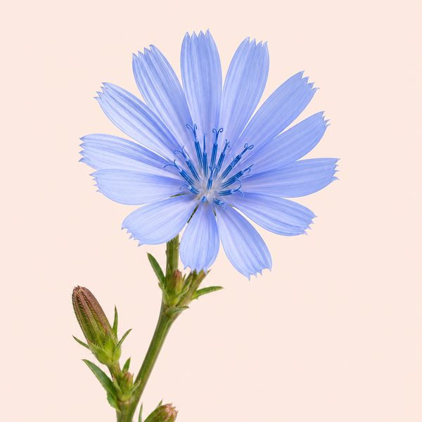 Chicory - Cichorium intybus, fiore di Bach