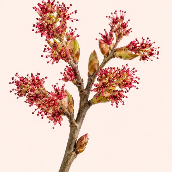 Elm - Ulmus procera, fiore di Bach