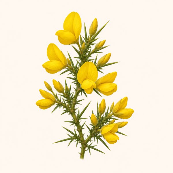 Gorse - Ulex europaeus, fiore di Bach