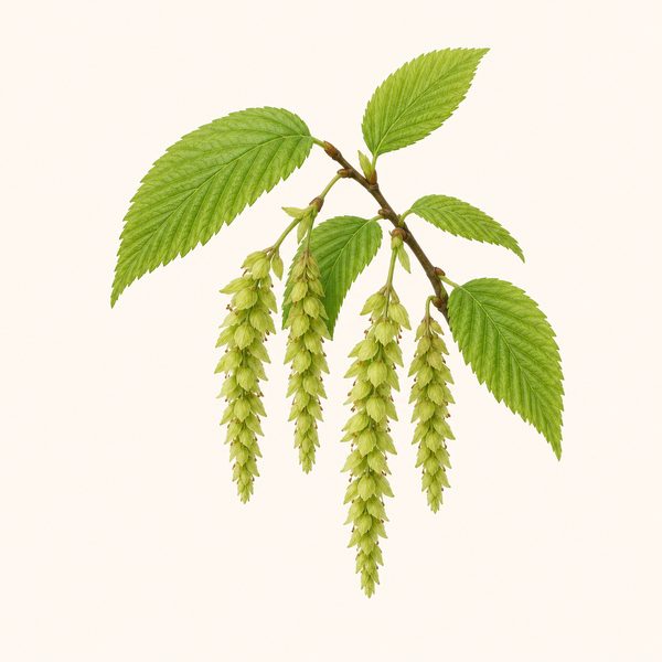 Hornbeam - Carpinus betulus, fiore di Bach