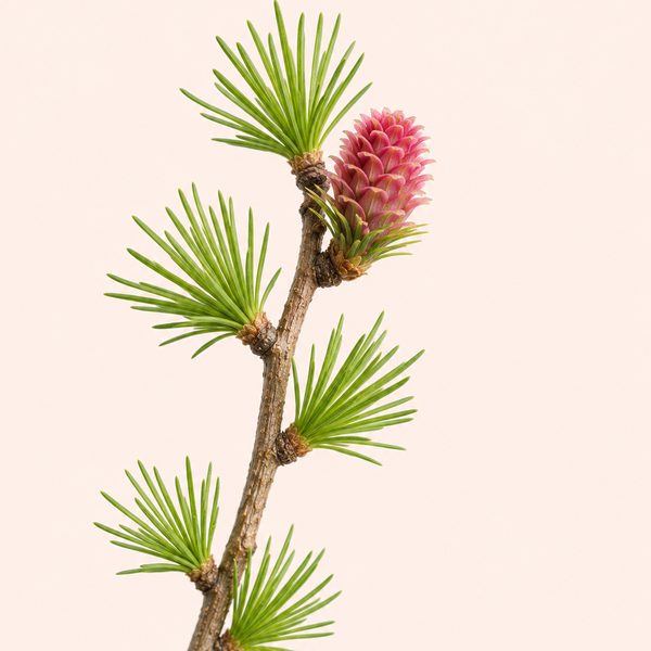 Larch - Larix decidua, fiore di Bach