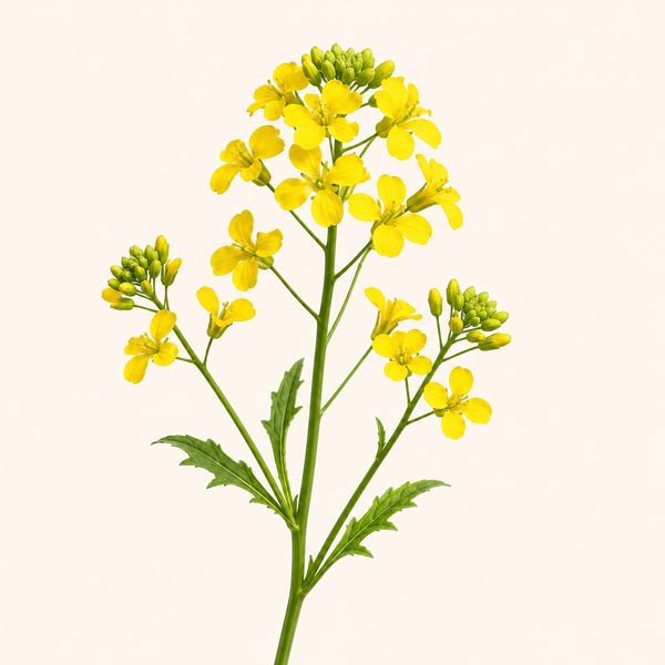 Mustard - Sinapis arvensis, fiore di Bach