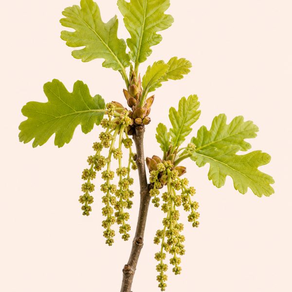 Oak - Quercus robur, fiore di Bach