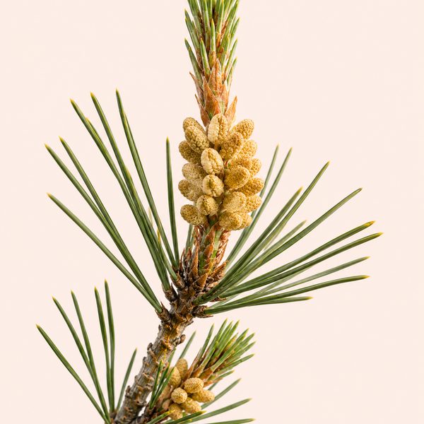 Pine - Pinus sylvestris, fiore di Bach