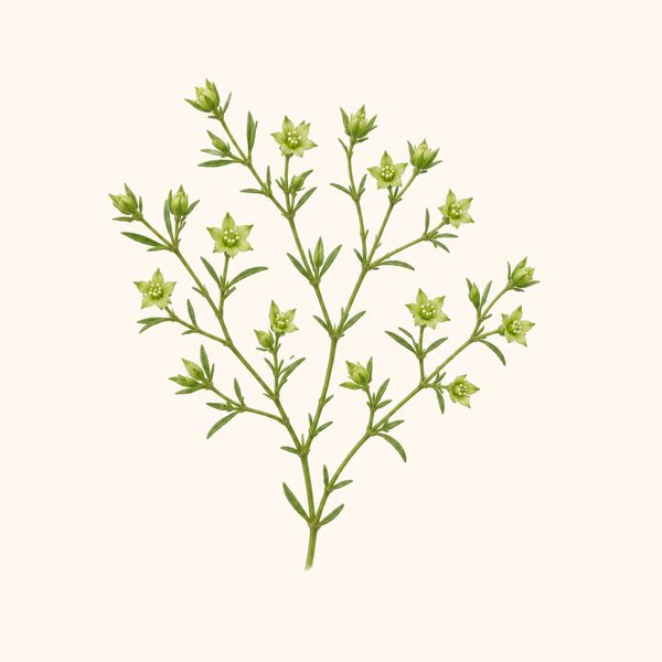 Scleranthus - Scleranthus annuus, fiore di Bach
