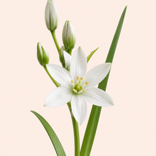 Star Of Bethlehem - Ornithogalum umbellatum, fiore di Bach