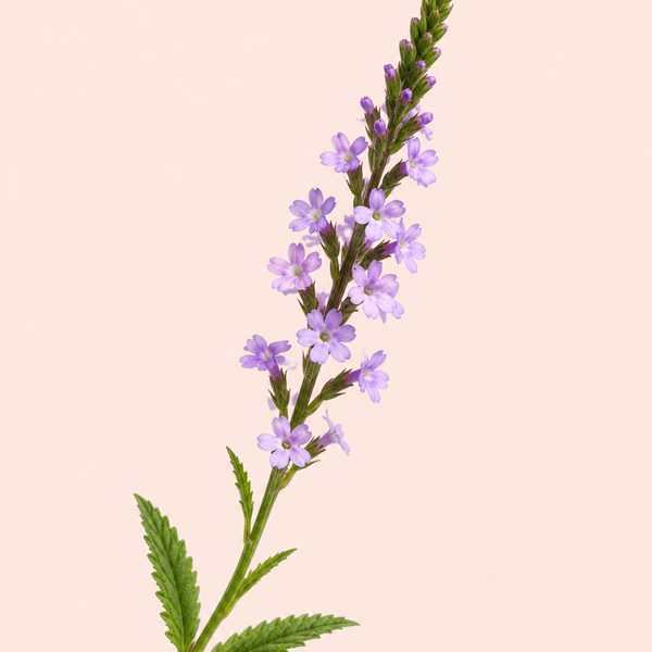 Vervain - Verbena officinalis, fiore di Bach