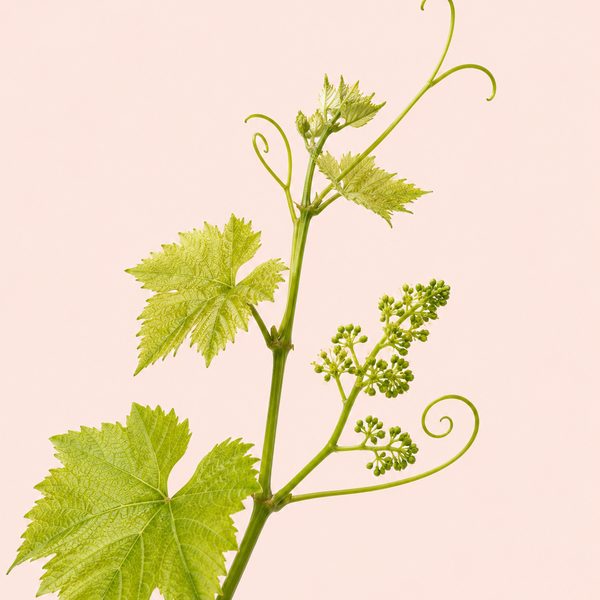 Vine - Vitis vinifera, fiore di Bach
