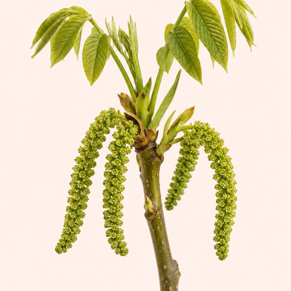 Walnut - Juglans regia, fiore di Bach