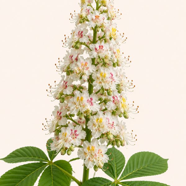 White Chestnut - Aesculus hippocastanum, fiore di Bach