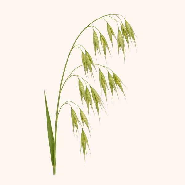 Wild Oat - Bromus ramosus, fiore di Bach